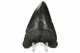 Fossil Megalodon Tooth - South Carolina #167996-2